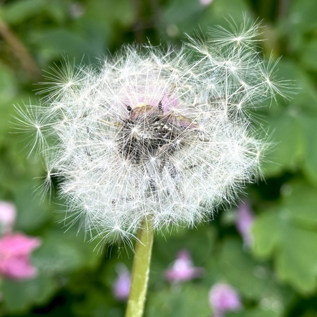 Dandelion