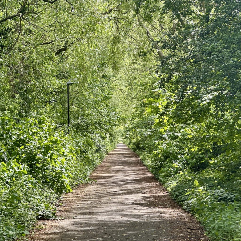 Tree tunnel