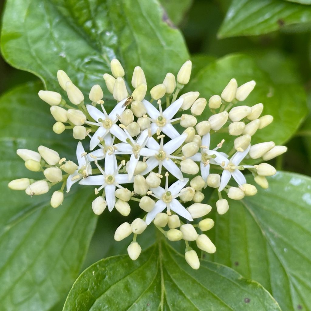 White blossom
