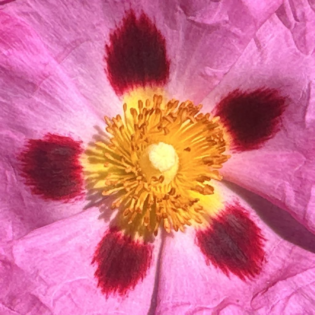 Sun flower