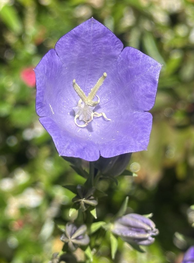 Purple flower