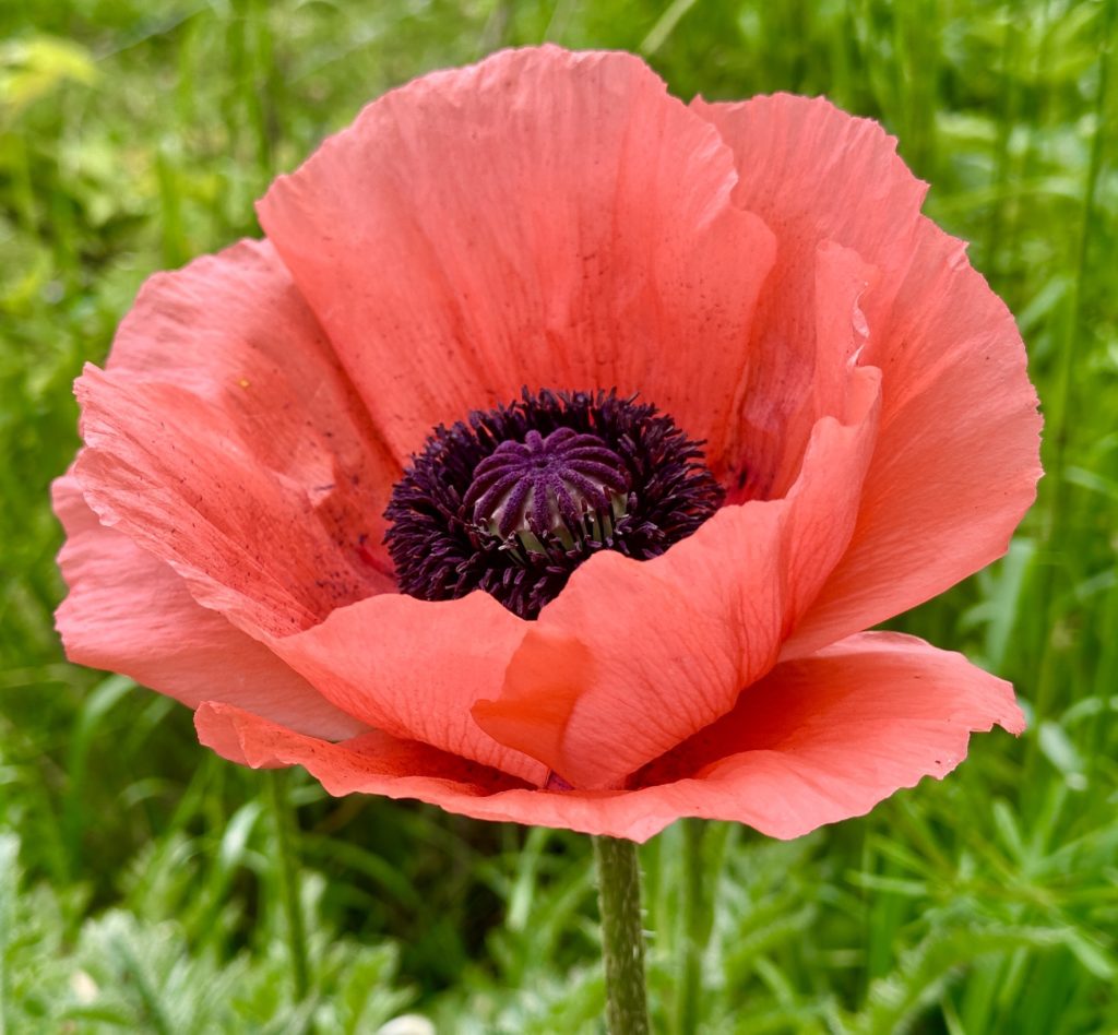 Red poppy