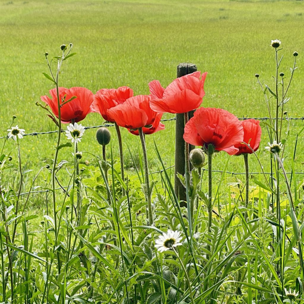 Poppies