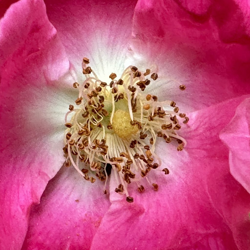 Close-up on a flower