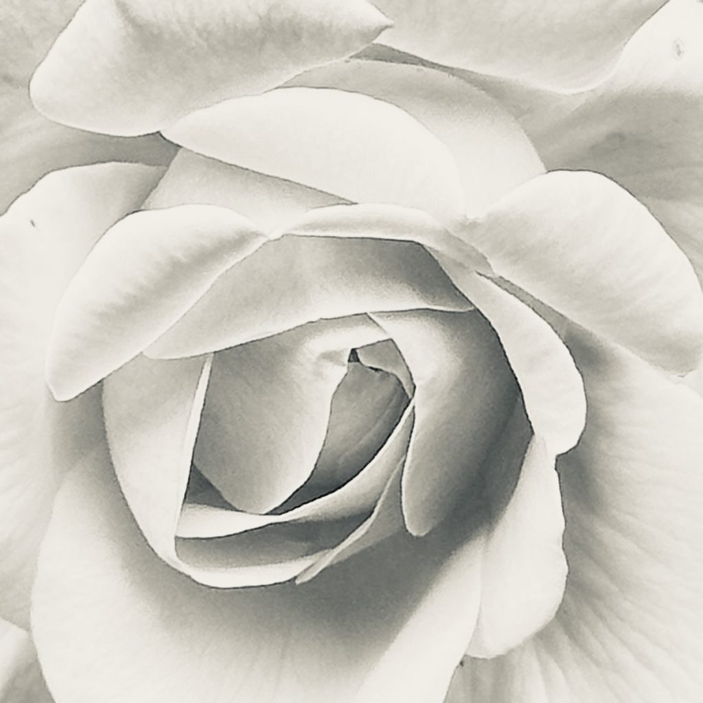 Silver tone rose