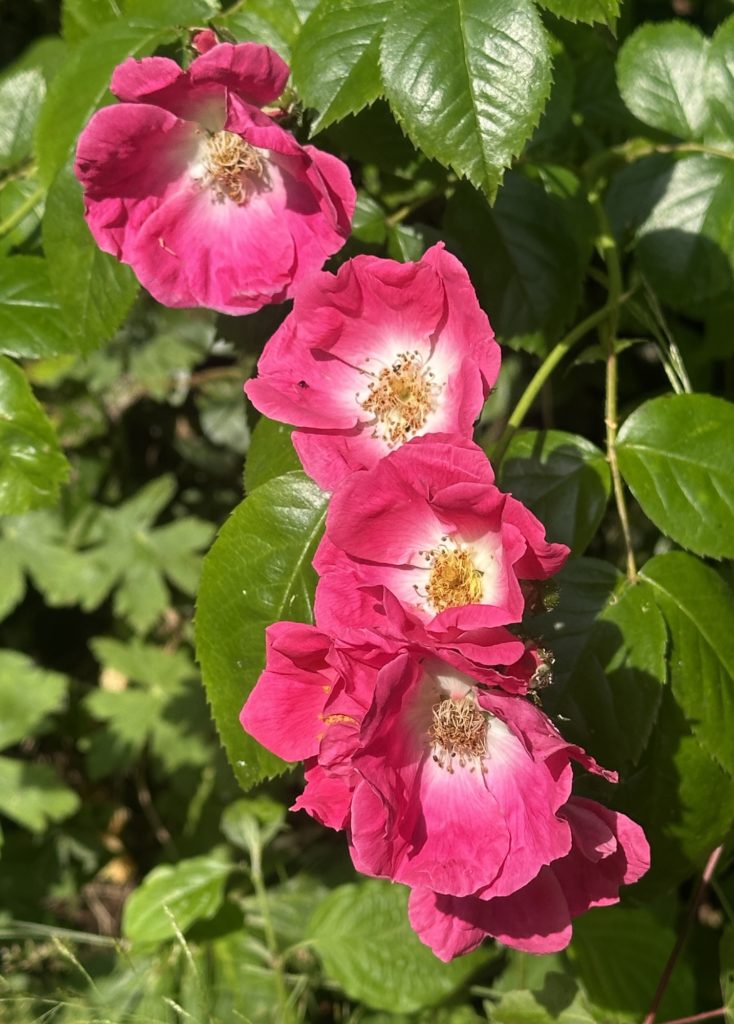 Pink flowers