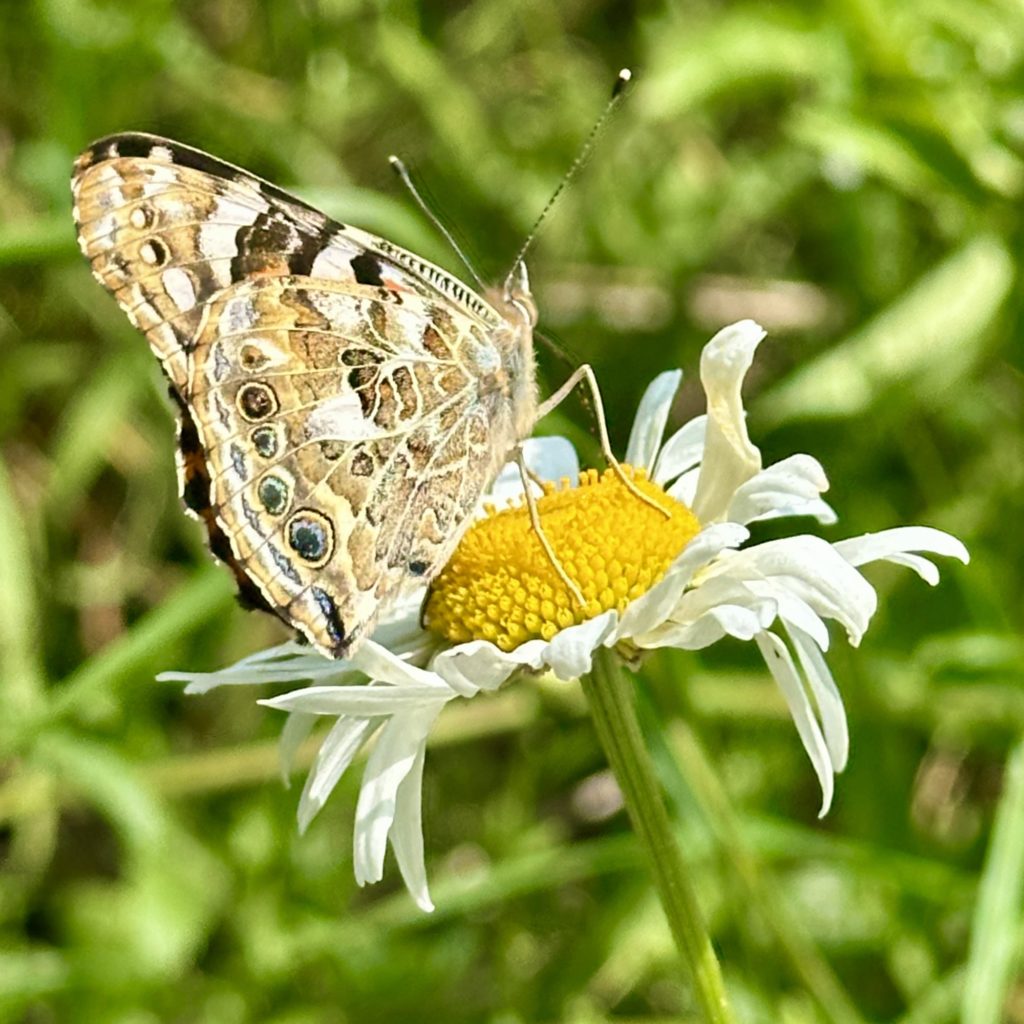 Painted Lady​ butterfly