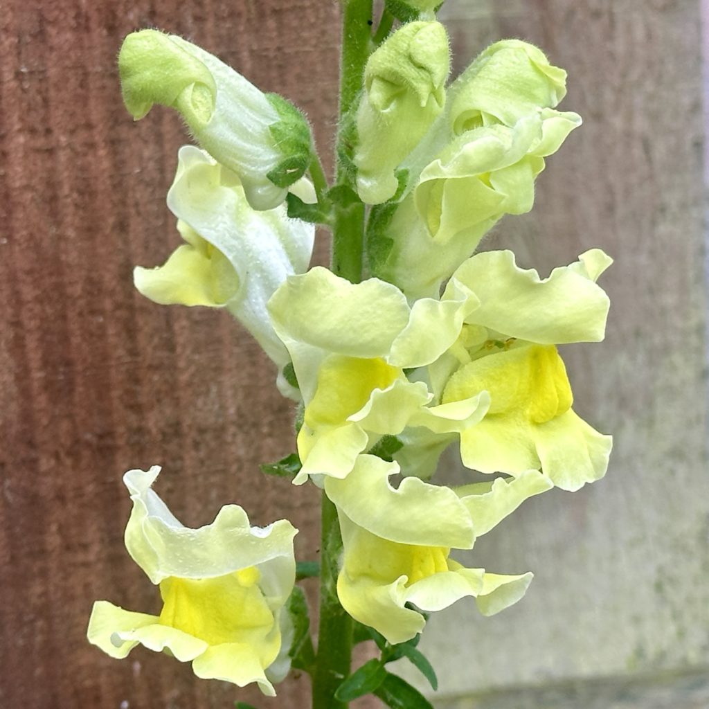Yellow flowers