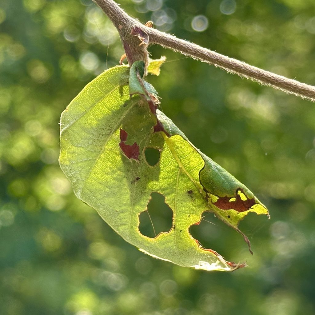 Curled leaf