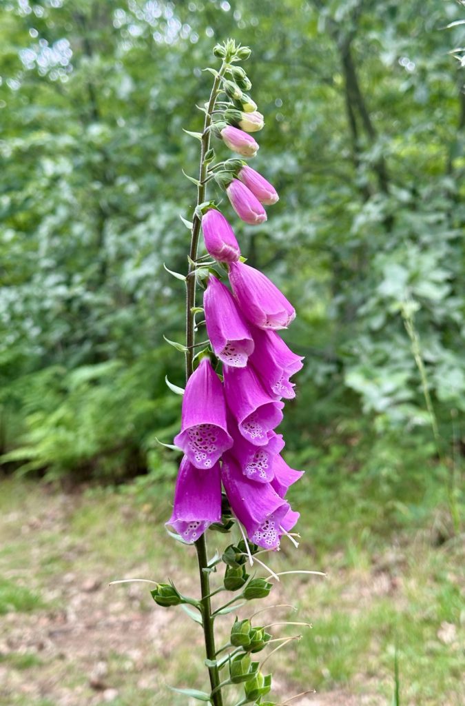 Foxglove