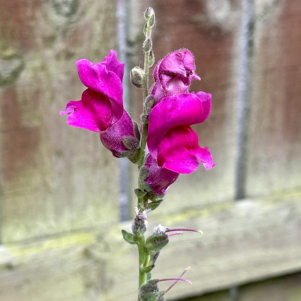 Snap Dragon Flower