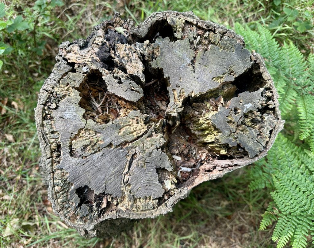 Tree stump​