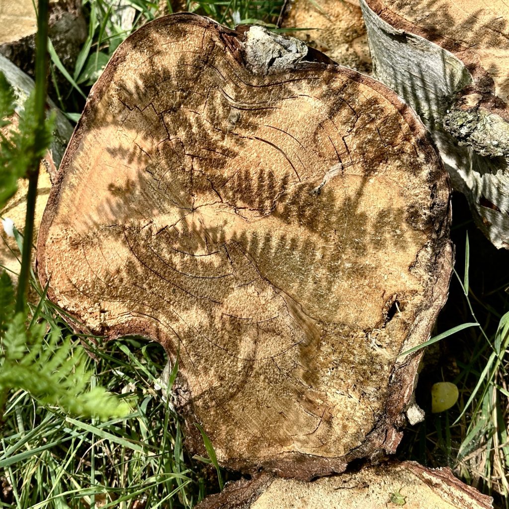 Slice of tree trunk with shadow of ferns on it