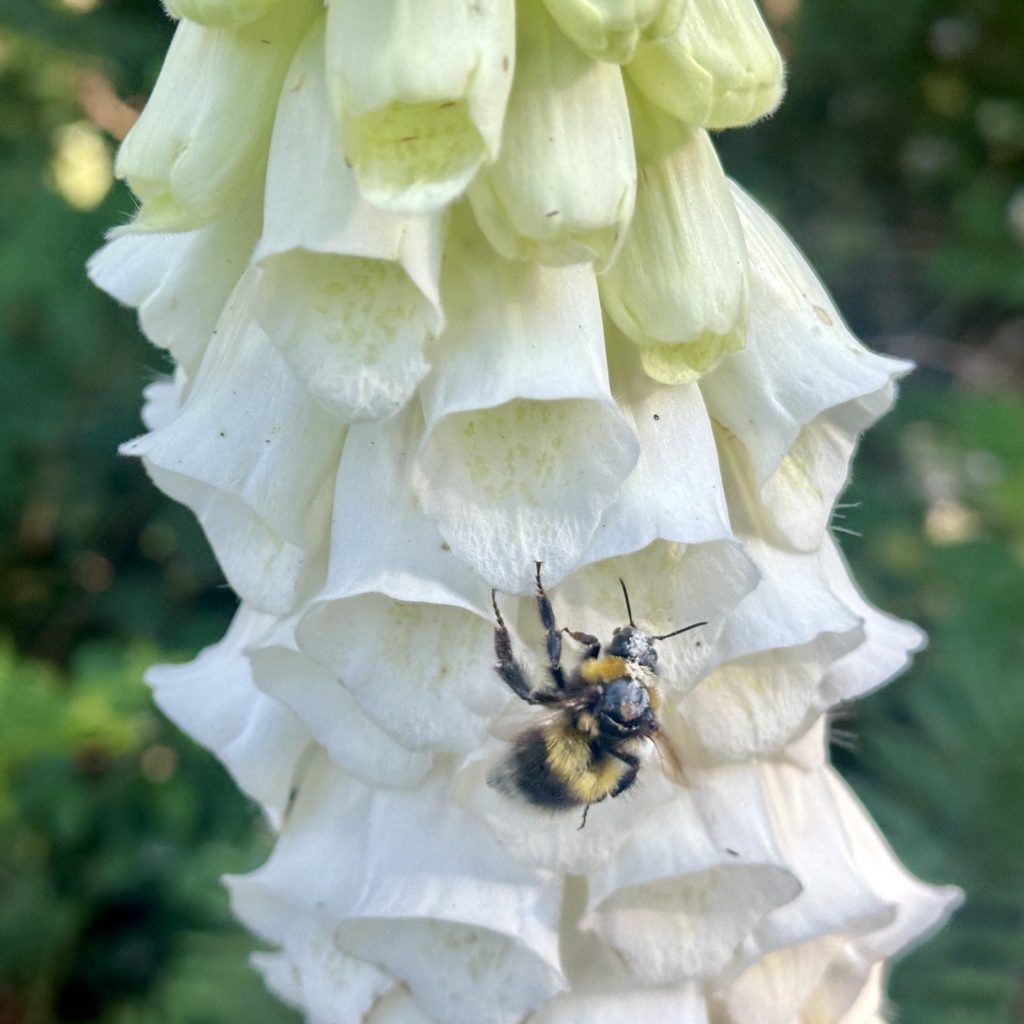 Bee on white foxglove 