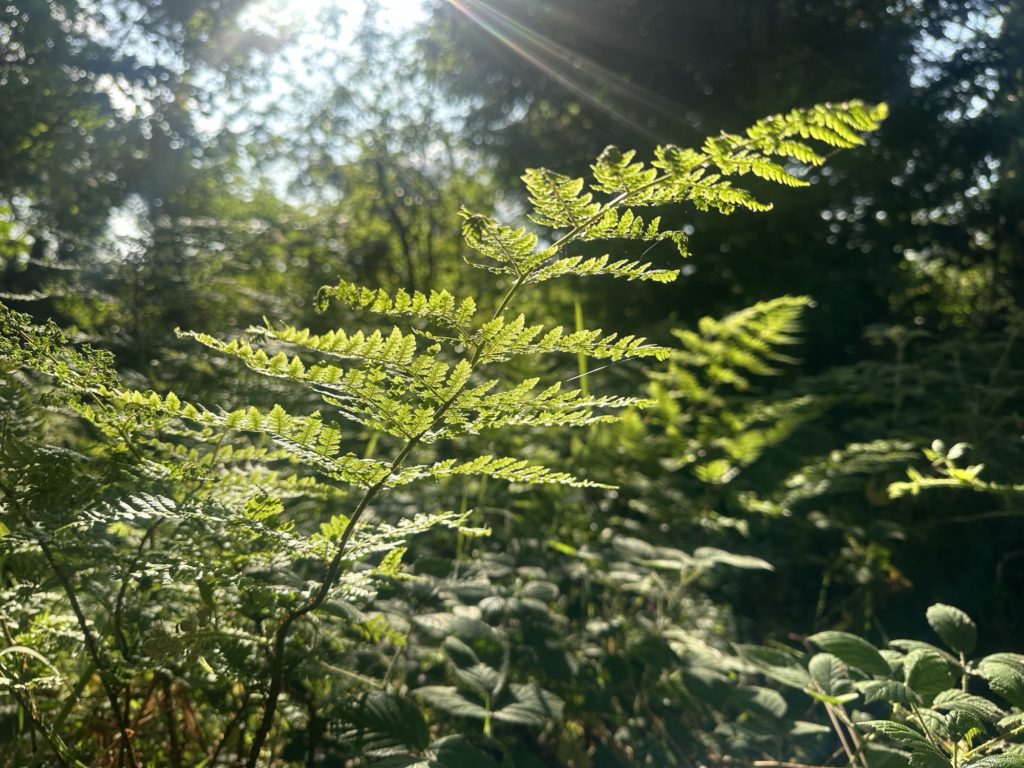 Early Morning ​Walk fern leaf in the sun