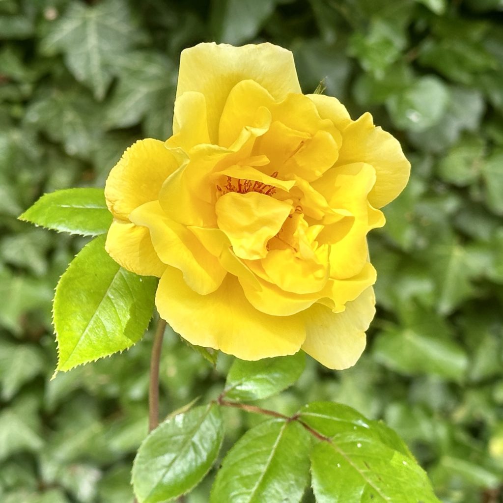 Yellow rose​