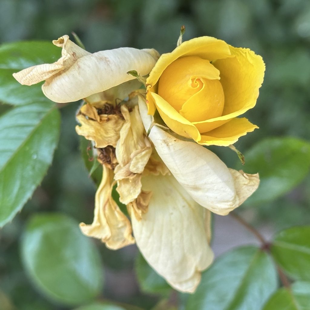 Old and new growth yellow rose
