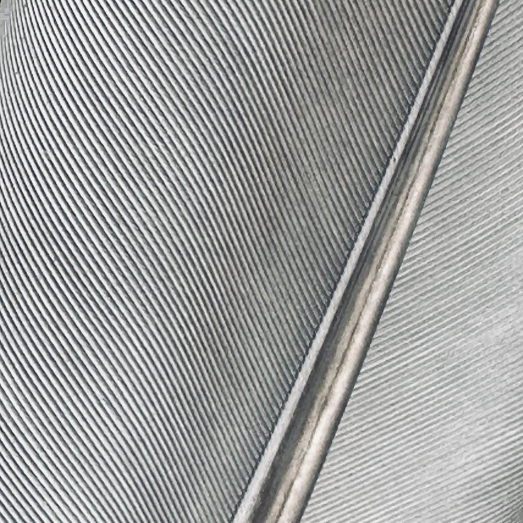 Close-up of a feather