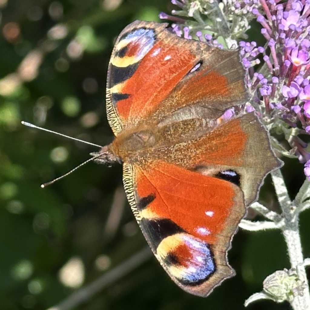 Peacock butterfly on Buddleia