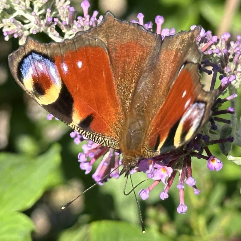 Peacock butterfly on Buddleia