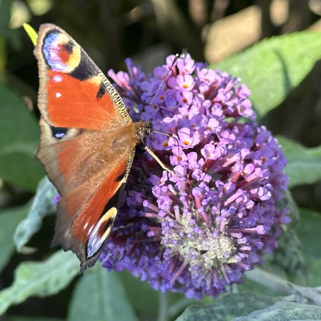 Peacock butterfly on Buddleia
