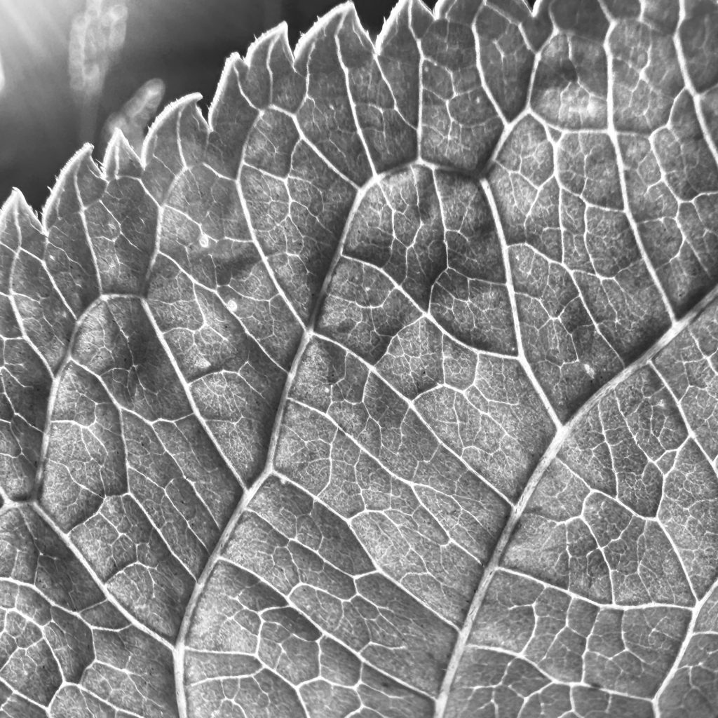 Monochrome of leaf veins in bright sunshine
