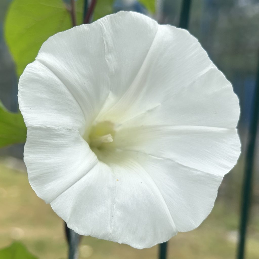 Bindweed