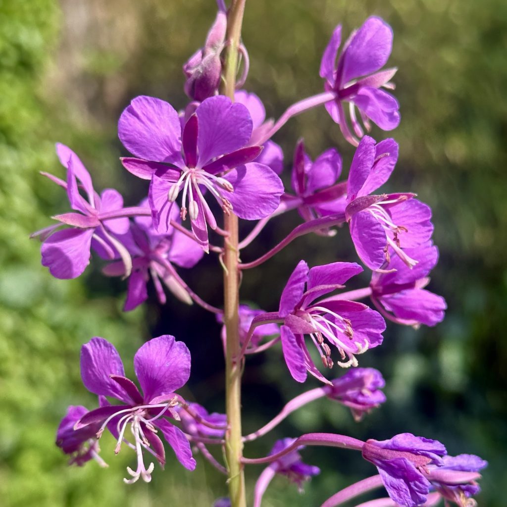 Purple flowers