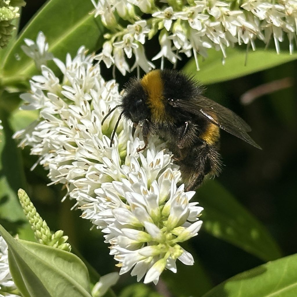Bee