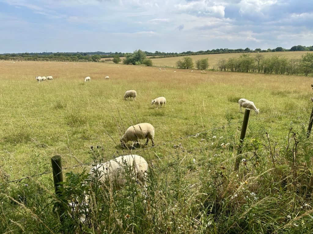 Sheep in a field