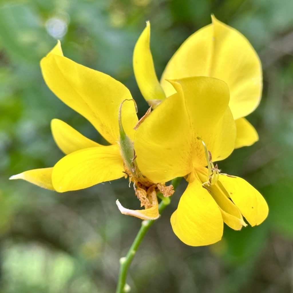Yellow flower