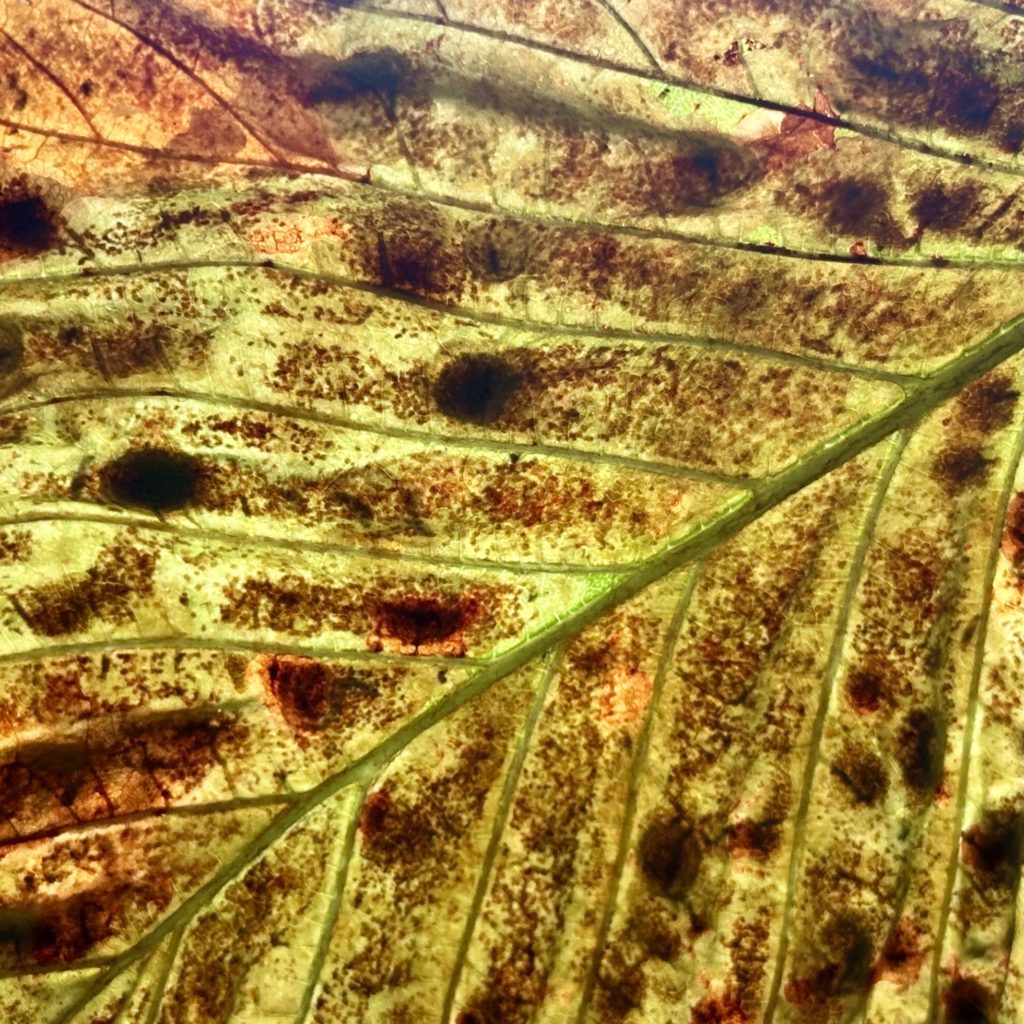 Leaf