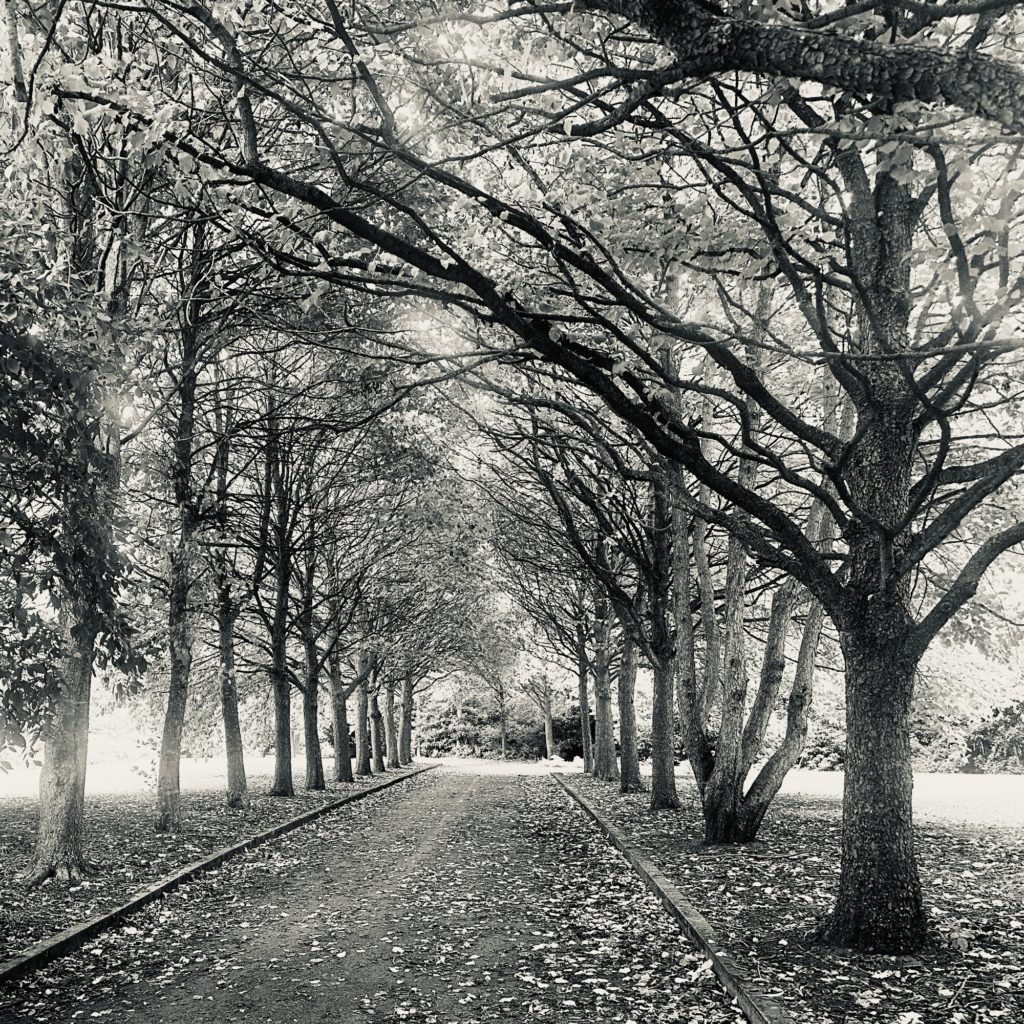 Avenue of trees​