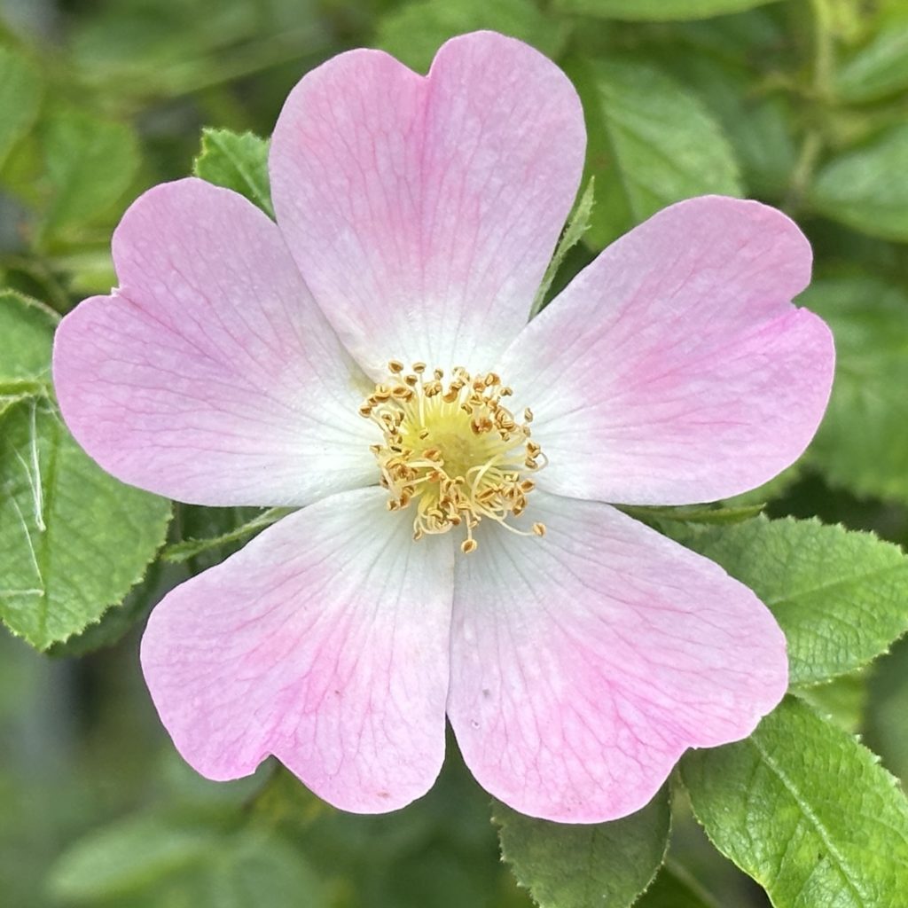 Dog rose