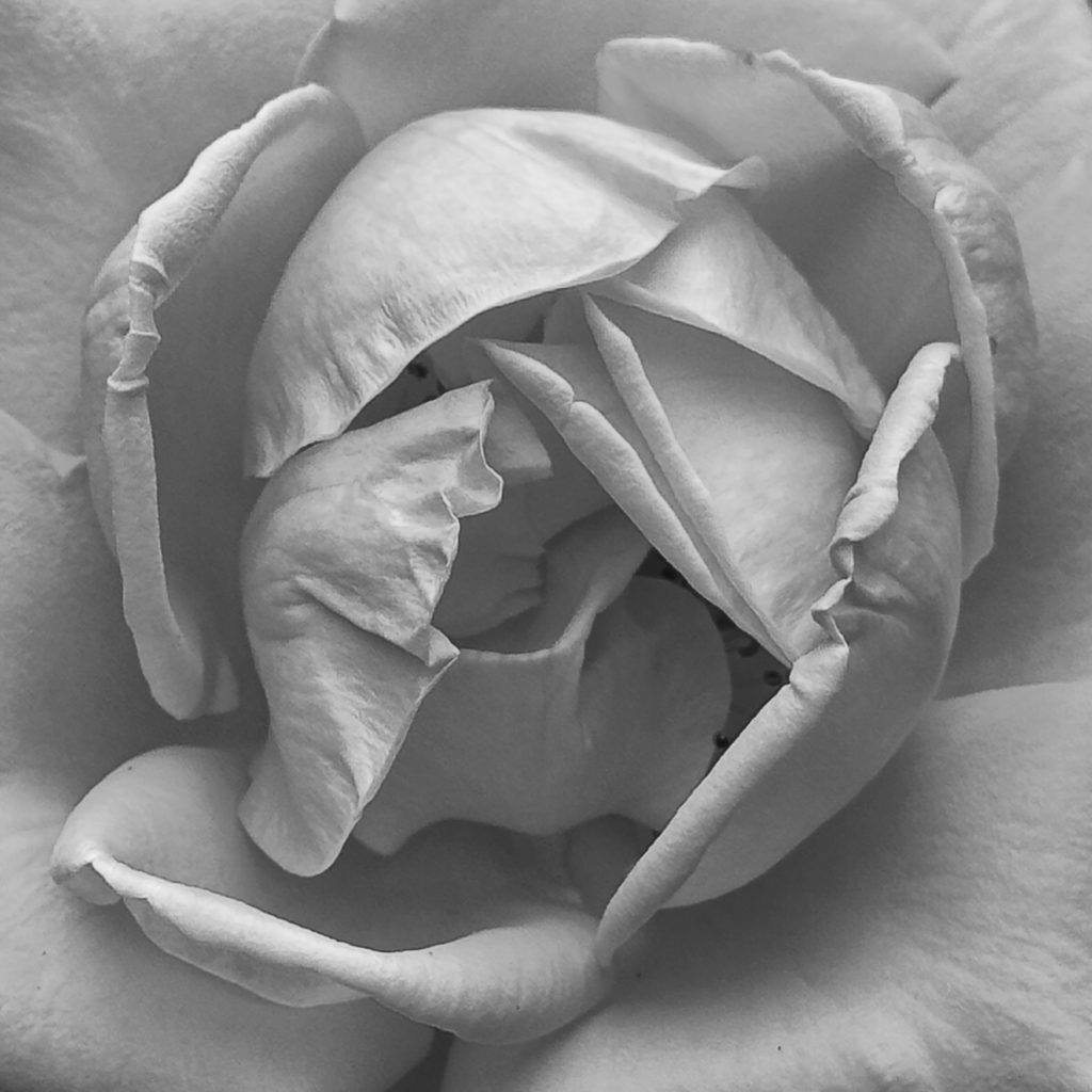 Rose heart