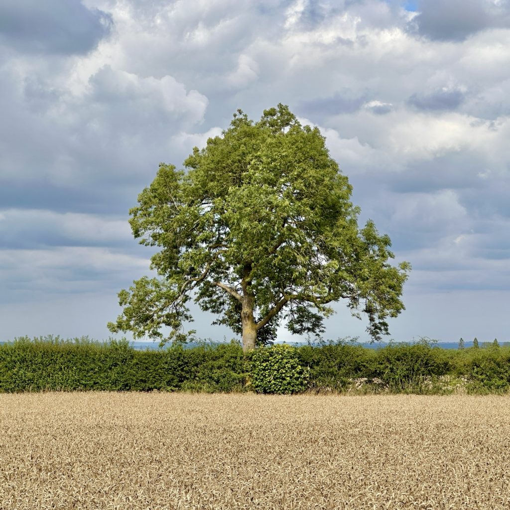 Line tree