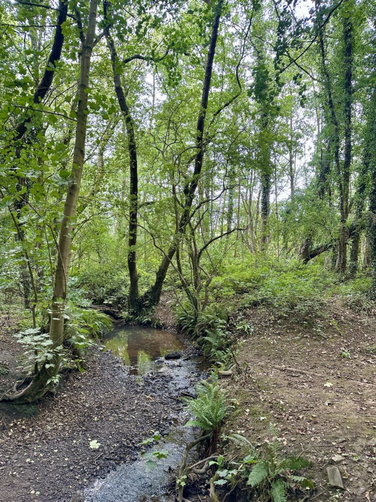 Woodland stream