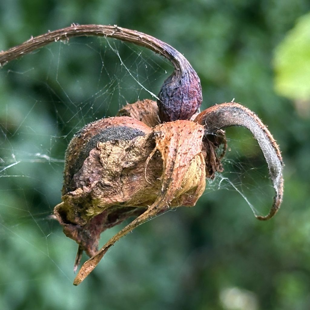 Dead rose