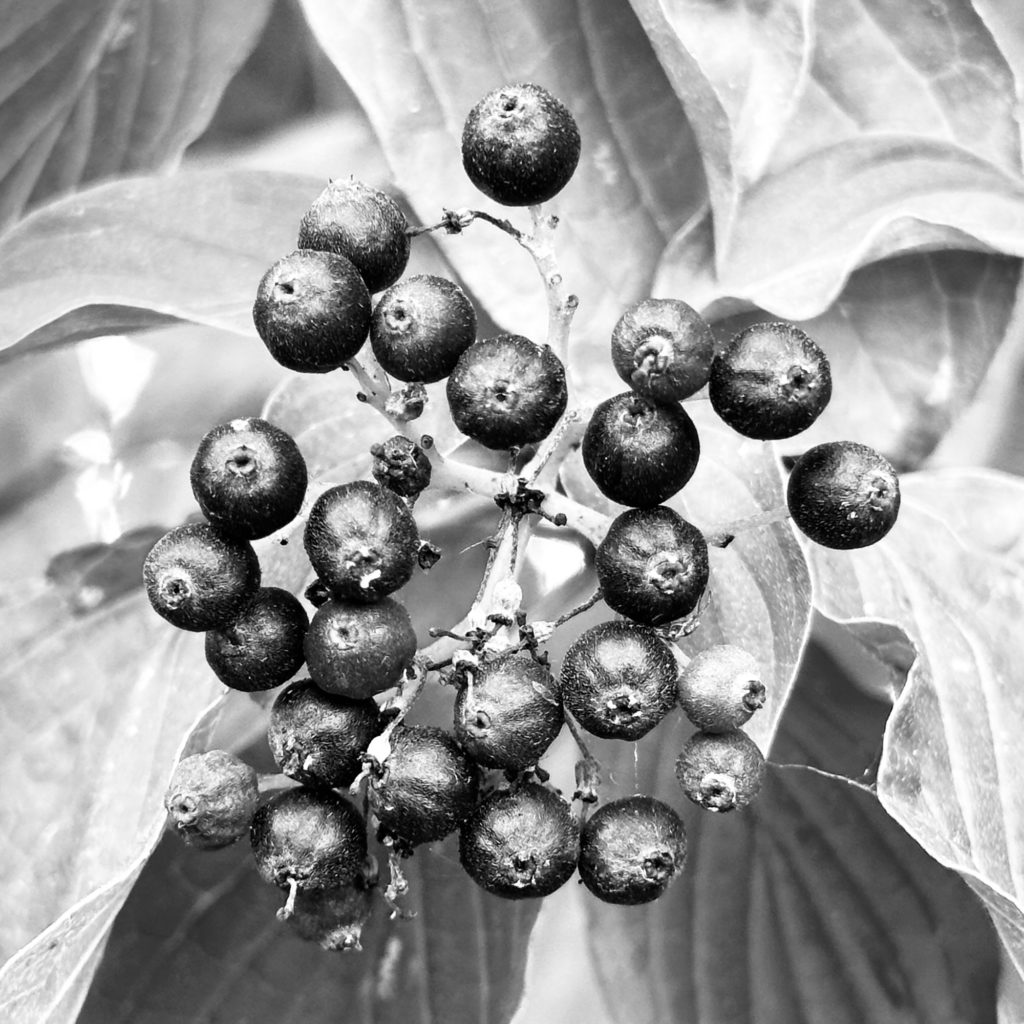 Berries