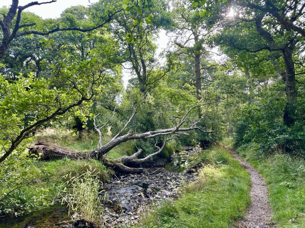 Woodland path 
