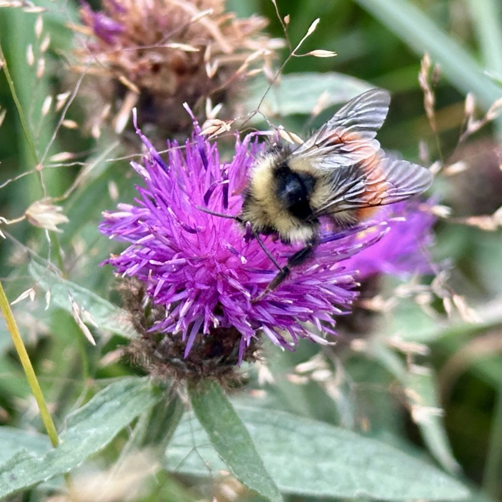 Bee on a thistle