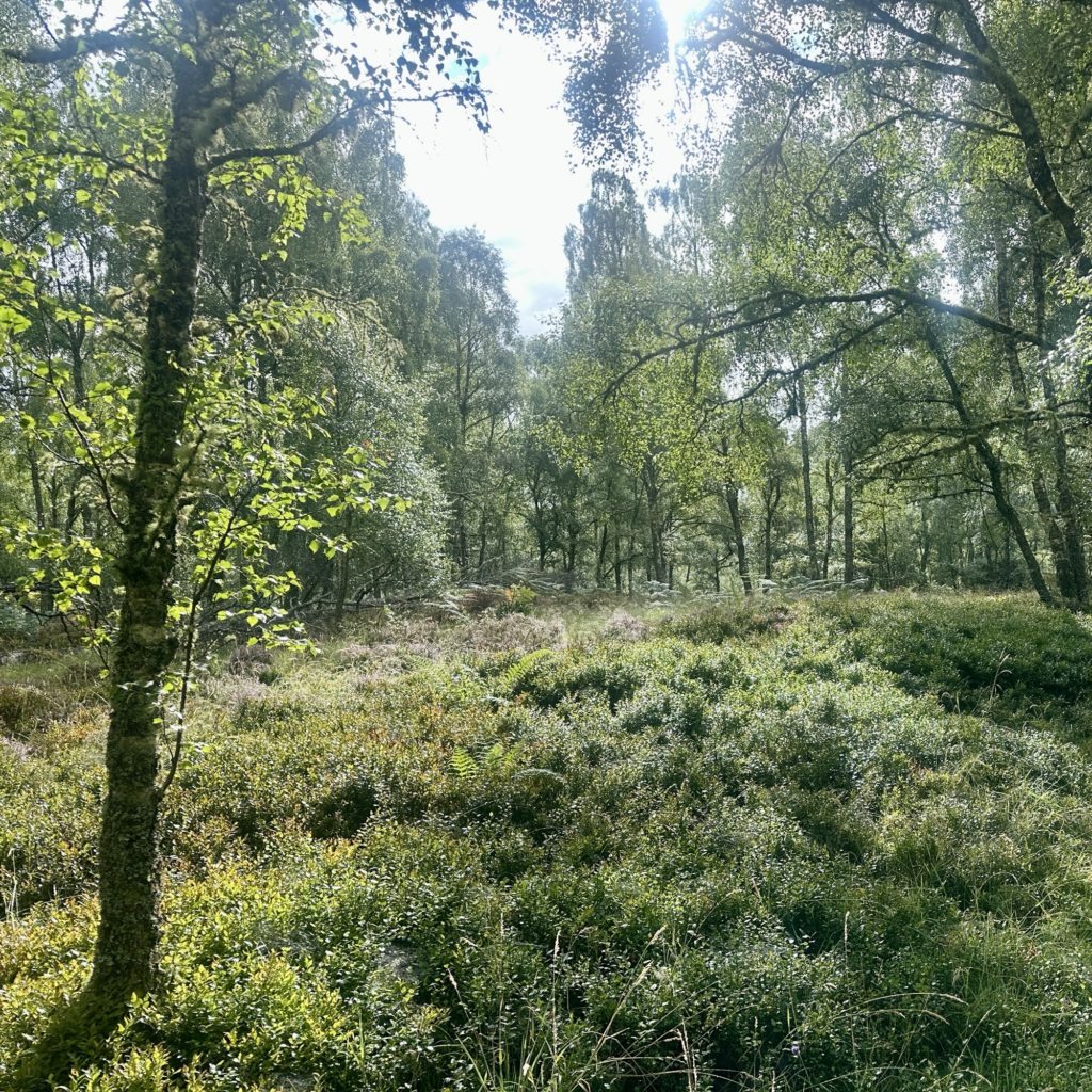 Craigellachie National Nature Reserve
