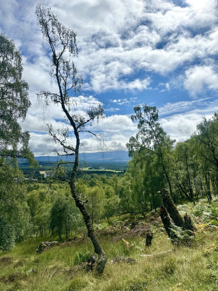 Craigellachie National Nature Reserve