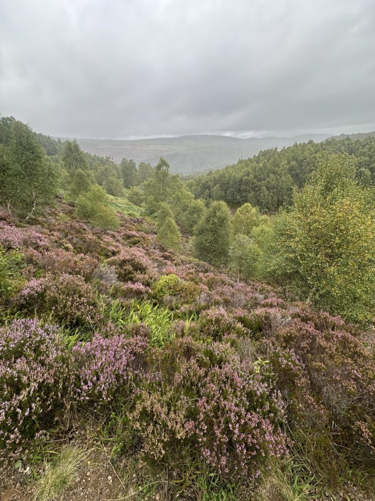 Rain and heather Craigellachie National Nature Reserve