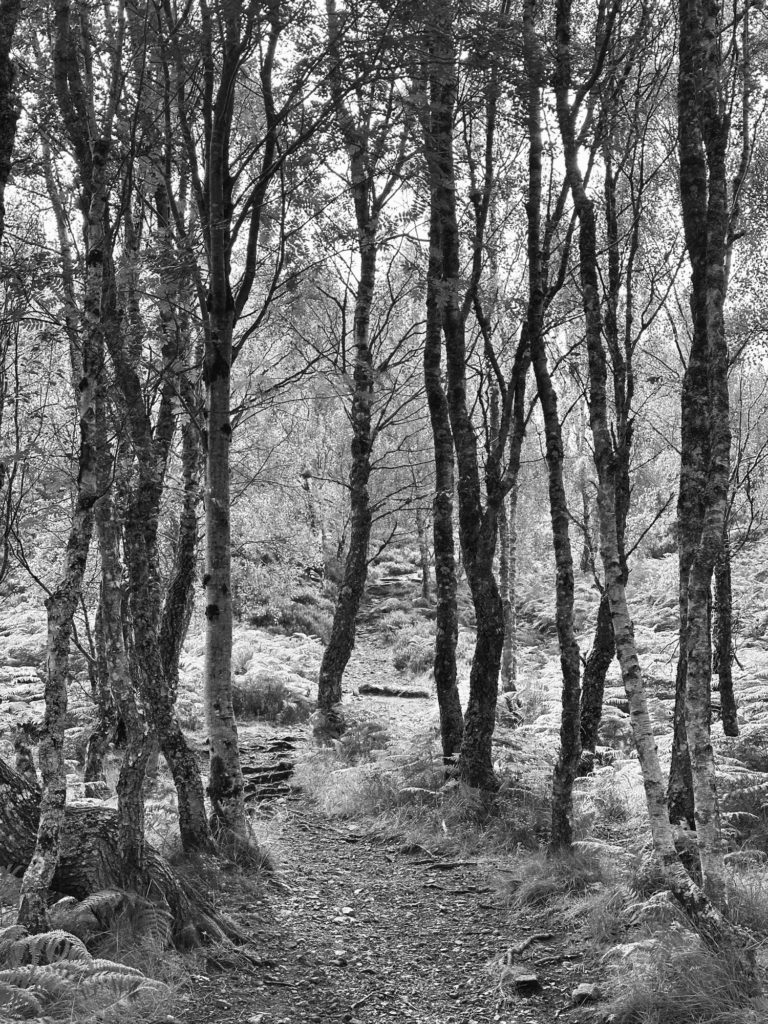 Path through the trees Craigellachie National Nature Reserve