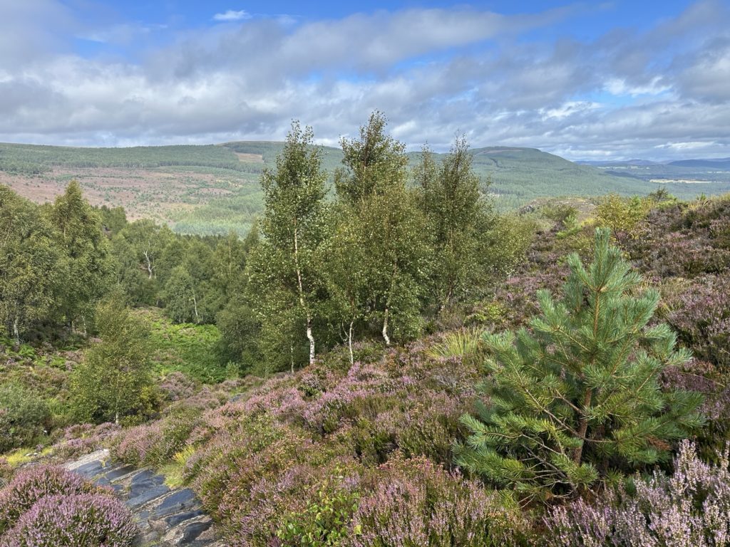 Path through the heather Craigellachie National Nature Reserve