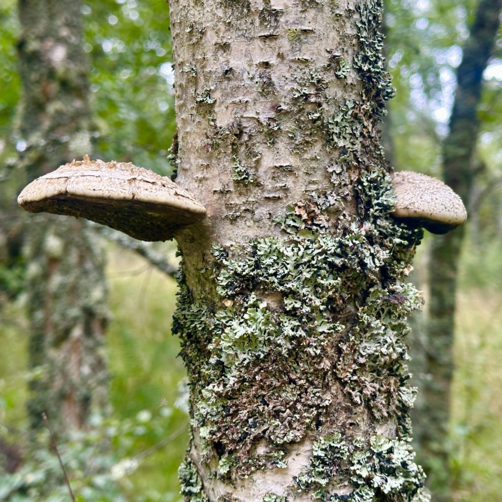 Craigellachie National Nature Reserve