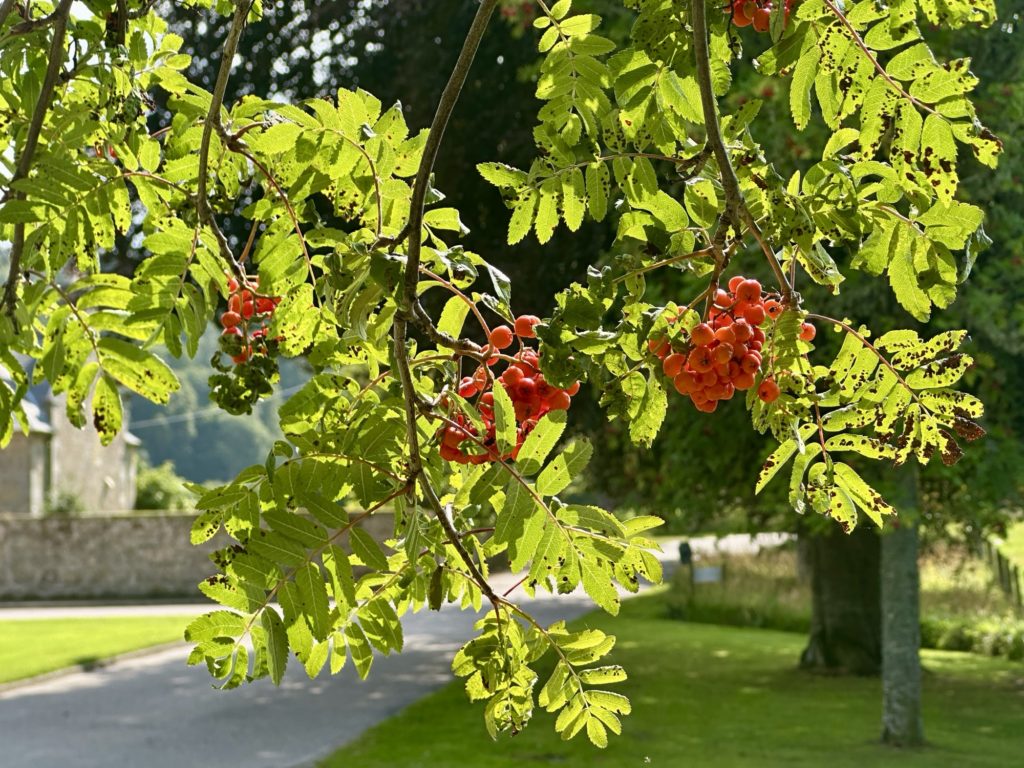 Berries in the sunshine