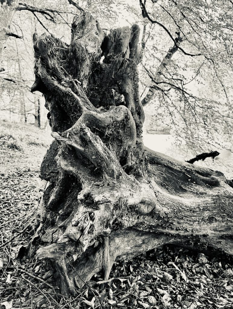 Black and white tree stump