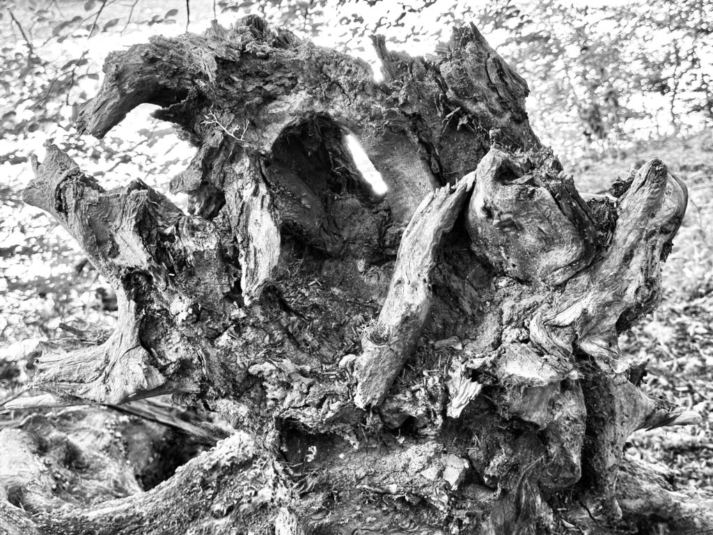 Black and white tree stump